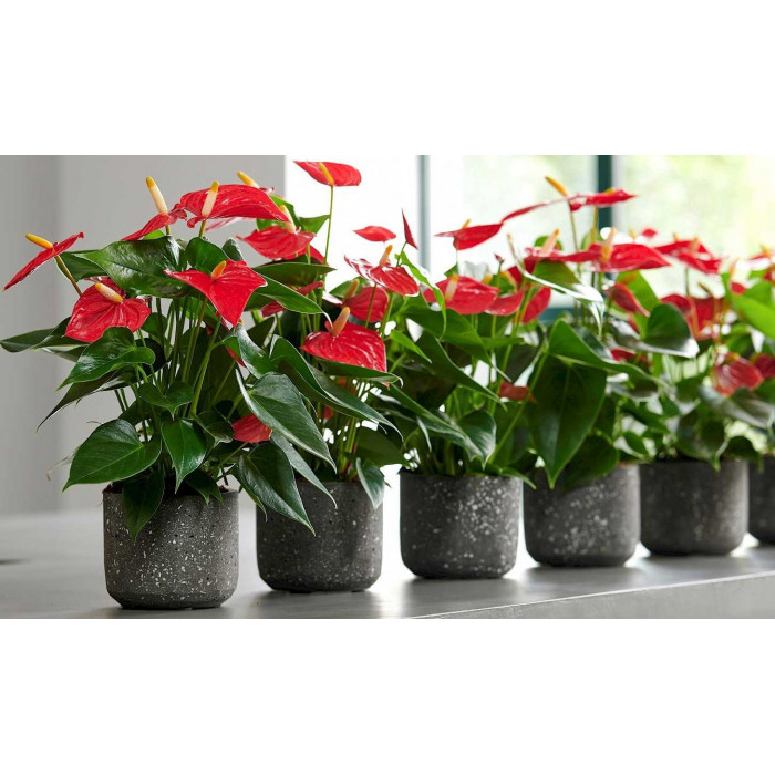 Антуриумы в Зыряновске