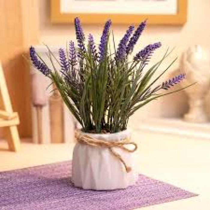 Лаванда в Зыряновске