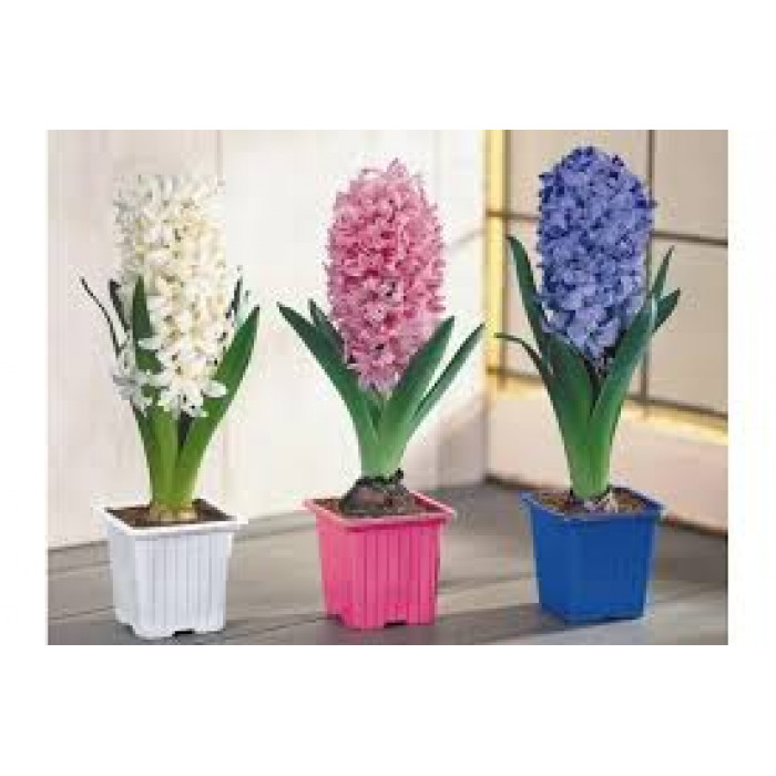 Гиацинты в Зыряновске