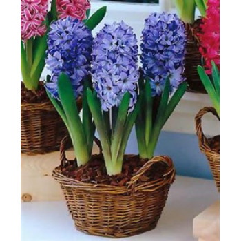 Синие гиацинты Синие гиацинты