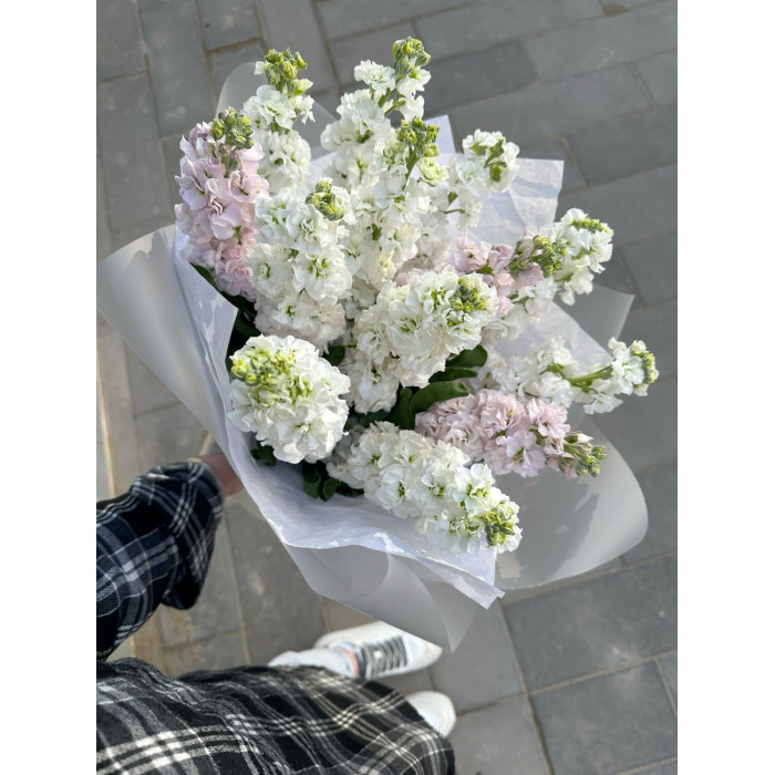 Маттиола в Зыряновске