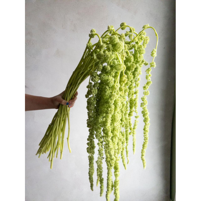 Амарантус в Зыряновске