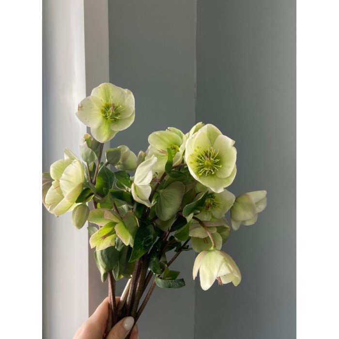 Хелеборус в Зыряновске