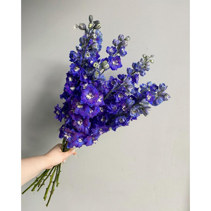 Делфиниум в Зыряновске