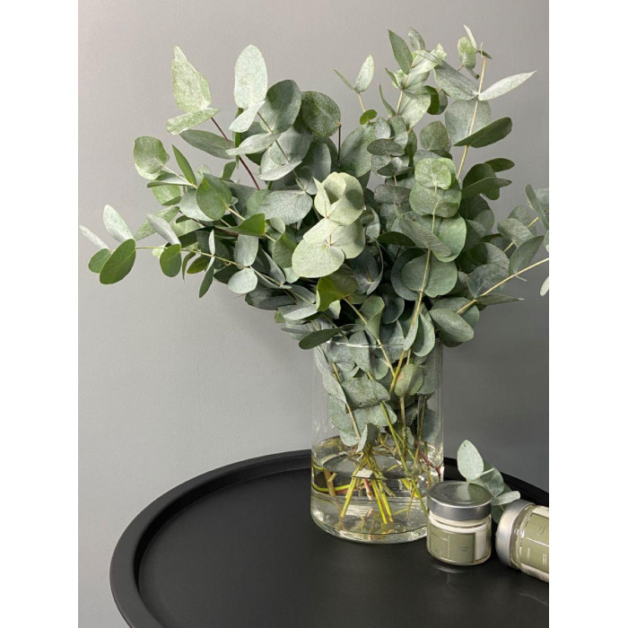 Эвкалипт в Зыряновске