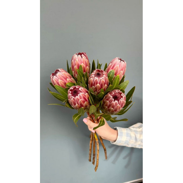 Протея в Зыряновске