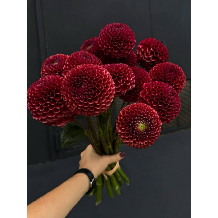 Георгины в Зыряновске