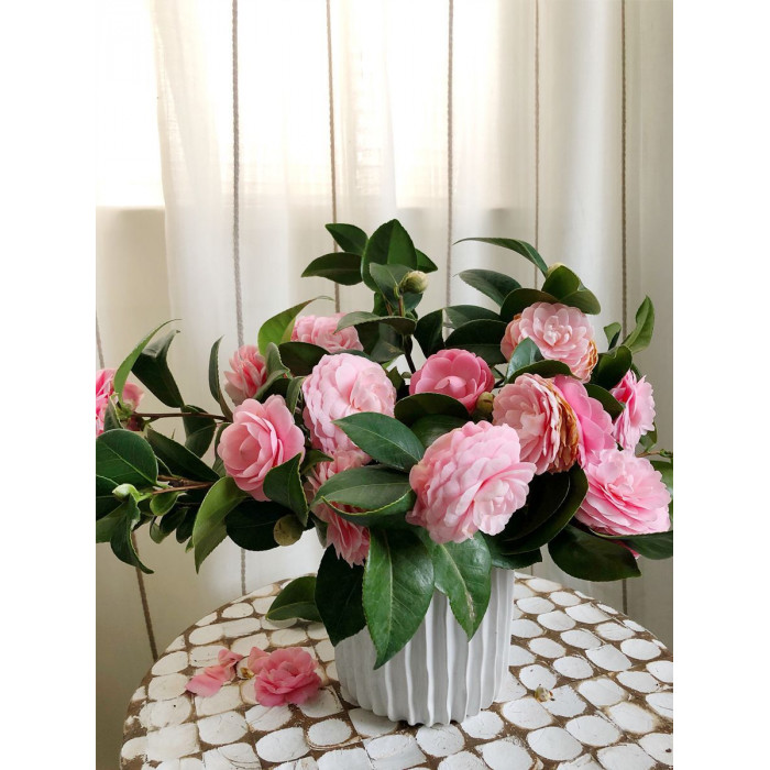 Камелия в Зыряновске