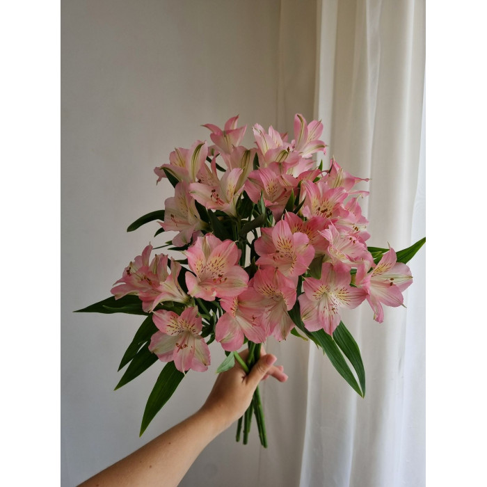 Альпиния в Зыряновске