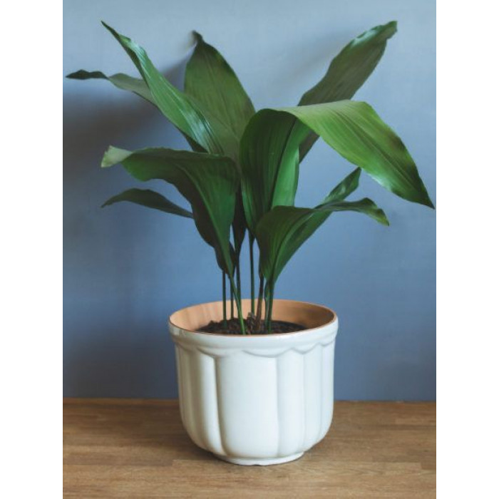 Аспидистра в Зыряновске