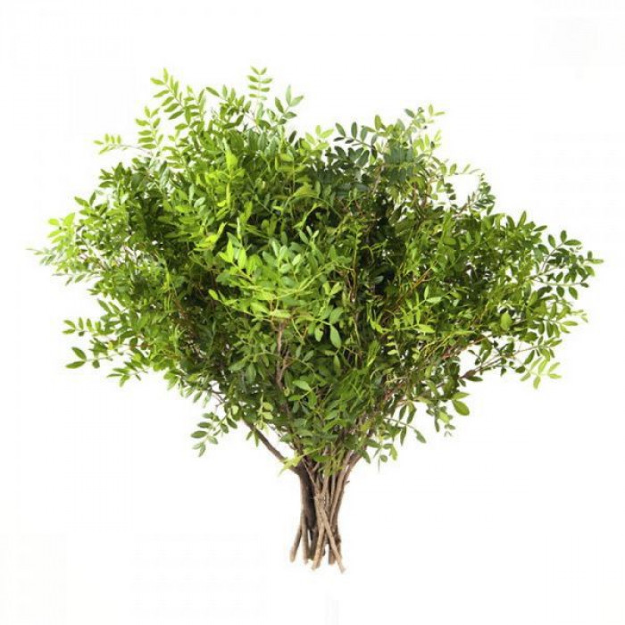 Писташ в Зыряновске