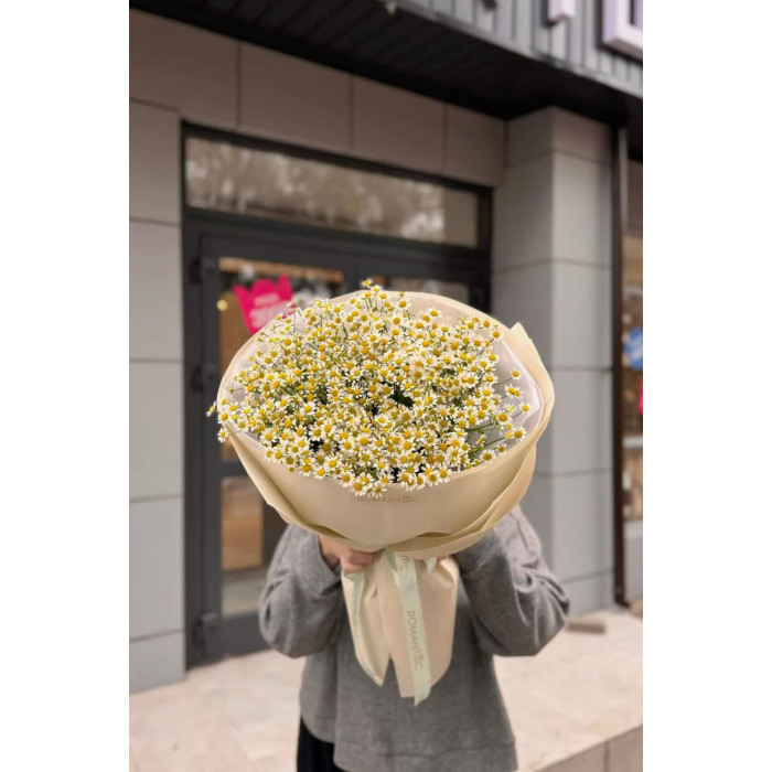 Танацетум в Зыряновске