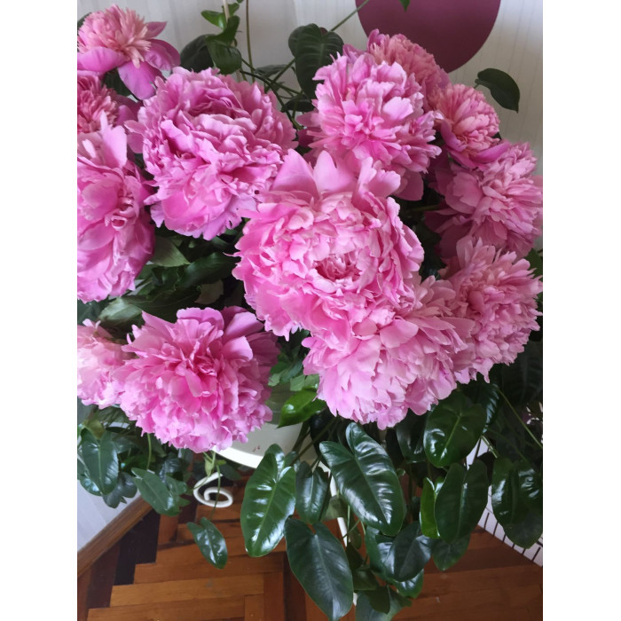 Пион древовидный в Зыряновске