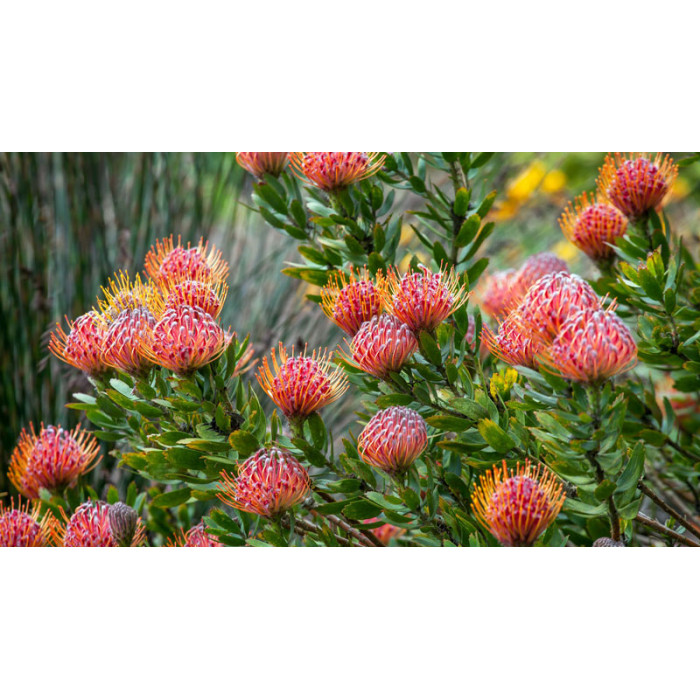 Леукоспермум в Зыряновске