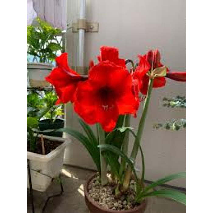 Амариллис в Зыряновске