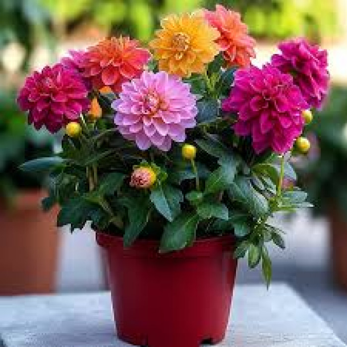 Георгины в Зыряновске