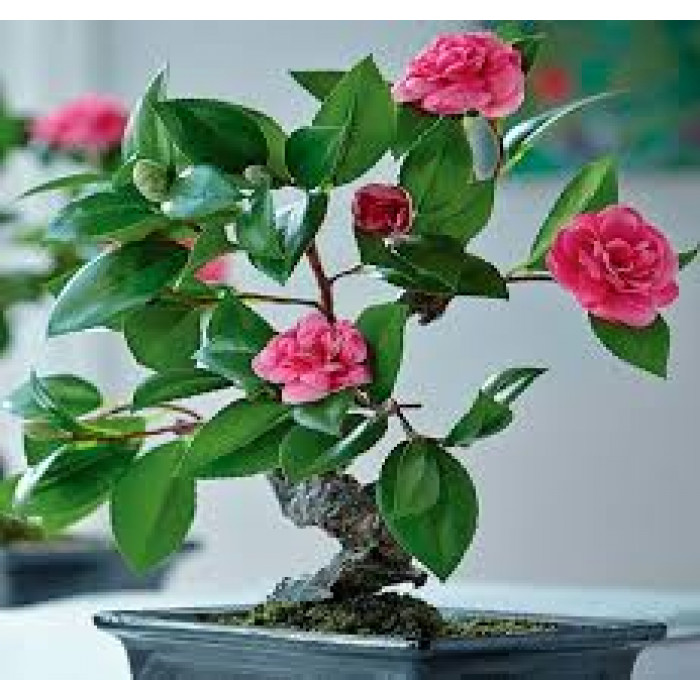 Камелия в Зыряновске