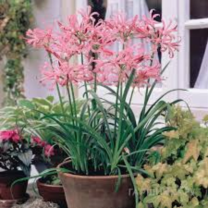 Нерине в Зыряновске