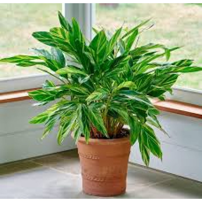 Альпиния в Зыряновске