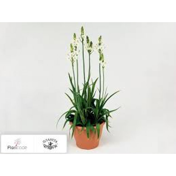 Орнитогалум в Зыряновске