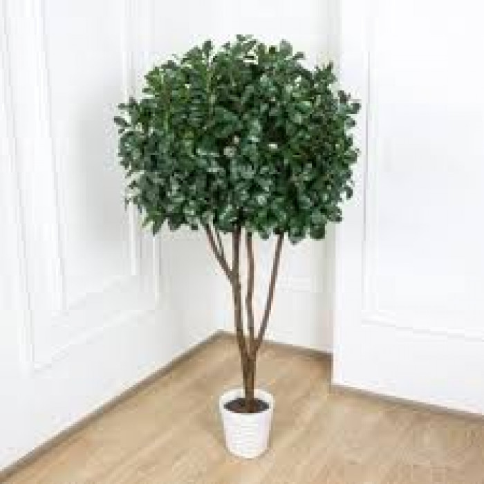 Рускус в Зыряновске